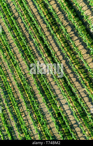 Vista aerea guardando dritto verso il basso su filari di viti; Vineland, Ontario, Canada Foto Stock