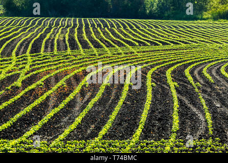 Righe di giovani piante di soia in un campo di rotolamento incandescente con la luce della mattina presto sun; Vineland, Ontario, Canada Foto Stock