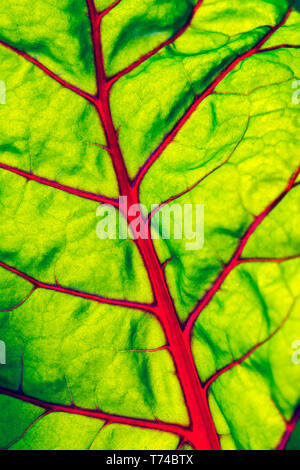 Extreme close-up di bietole lasciare con venature rosse; Calgary, Alberta, Canada Foto Stock