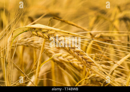 Close-up di golden orzo testa in un campo a sud di Calgary, Alberta, Canada Foto Stock