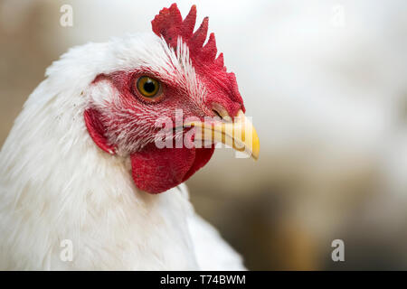 Close-up di un pollo bianco con rosso Pettine; Erickson, Manitoba, Canada Foto Stock