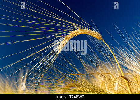 Close-up di golden orzo testa in un campo con profondo cielo blu, a sud di Calgary, Alberta, Canada Foto Stock