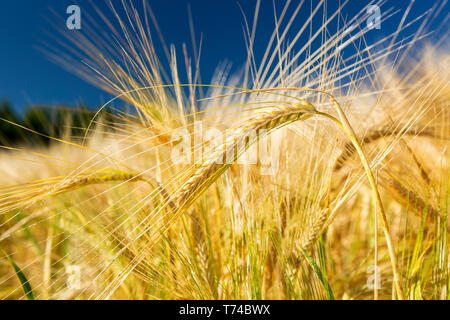 Close-up di diverse golden orzo testine in un campo con il profondo blu del cielo, a sud di Calgary, Alberta, Canada Foto Stock