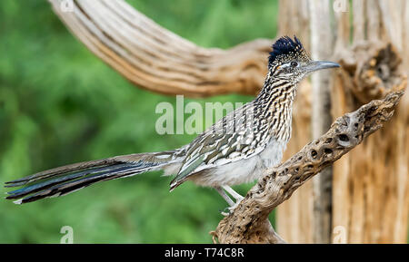 Maggiore Roadrunner (Geococcyx californianus), lo stagno; Arizona, Stati Uniti d'America Foto Stock