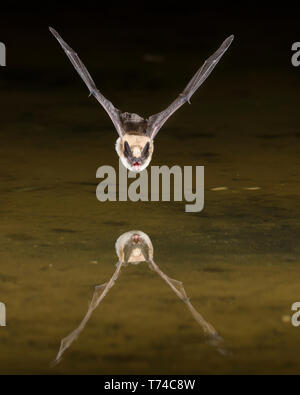 Pallida Bat (Antrozous pallidus) volare sull'acqua con la sua riflessione in superficie; Arizona, Stati Uniti d'America Foto Stock