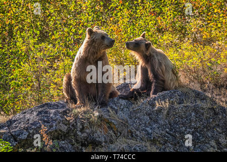 Orso grizzly (Ursus arctos horribilus) e il suo cucciolo, Taku fiume; Atlin, British Columbia, Canada Foto Stock