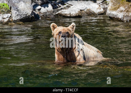 Orso grizzly (Ursus arctos horribilus) nel fiume Taku; Atlin, British Columbia, Canada Foto Stock