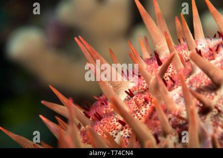 Macro Close-up della corona di spine starfish (Acanthaster planci); isola delle Hawaii, Hawaii, Stati Uniti d'America Foto Stock