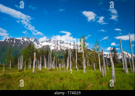 Una valle di montagna scenic con morti permanente di tronchi di alberi in un assolato pomeriggio estivo; Portage, Alaska, Stati Uniti d'America Foto Stock