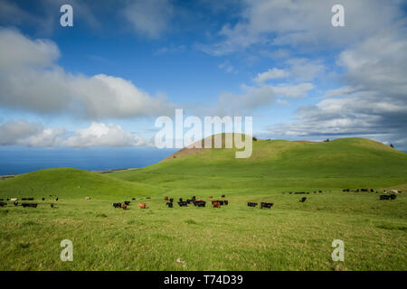 Le mucche al pascolo in un pascolo su Parker Ranch, Kohala Mountain, North Kohala; Isola delle Hawaii, Hawaii, Stati Uniti d'America Foto Stock