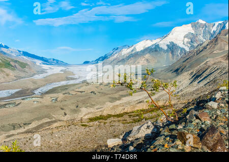 Il Red Rock Canyon Trail nella parte orientale di Alaska Range in un caldo giorno d'estate e di sole, con Canwell ghiacciaio è in background Foto Stock