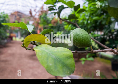 Santa Teresa Feminello limoni crescono su un albero in una serra; Charles Town, West Virginia, Stati Uniti d'America Foto Stock