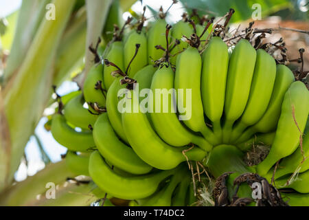 Cluster di banane acerbe su un albero; Huatulco, Oaxaca, Messico Foto Stock