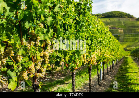 Close-up di grappoli di uva bianca pendente dalla vite in una fila con Vigna collinare nella distanza; Piesport, Germania Foto Stock