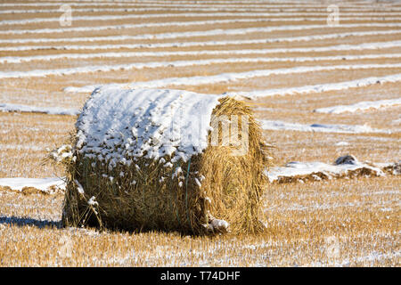 Coperti di neve della balla di fieno in un campo di stoppie con righe di coperte di neve linee raccolto in background, a ovest di Calgary, Alberta, Canada Foto Stock