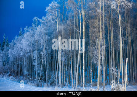 Foresta di alberi coperti di trasformata per forte gradiente frost accanto a un campo nevoso; Alaska, Stati Uniti d'America Foto Stock