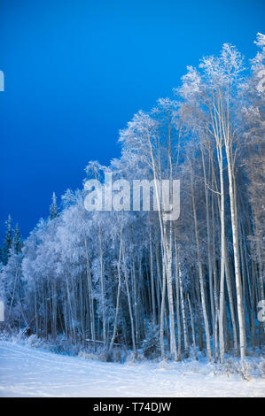 Foresta di alberi coperti di trasformata per forte gradiente frost accanto a un campo nevoso; Alaska, Stati Uniti d'America Foto Stock