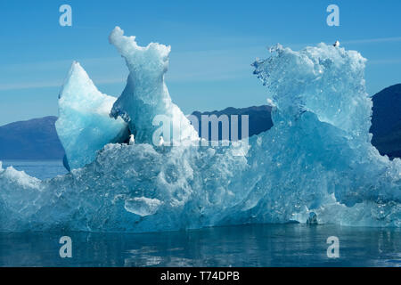 Iceberg galleggianti in Tracy Arm, Tongass National Forest; Alaska, Stati Uniti d'America Foto Stock