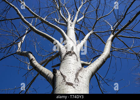 Vista ad angolo basso di un albero di betulla senza foglie contro un cielo blu; Limehouse, Ontario, Canada Foto Stock