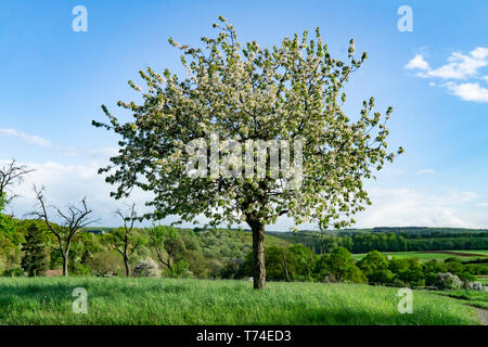 Albero in Blossum in primavera nel paesaggio tedesco Foto Stock