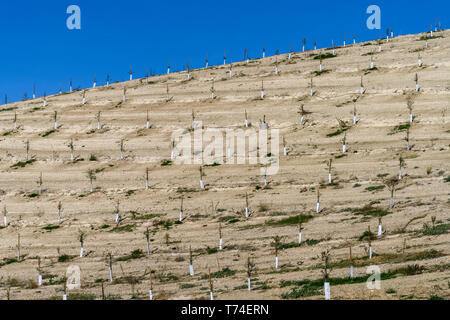 I giovani ulivi piantati su una collina; Cazorla, Jane Provincia, Spagna Foto Stock