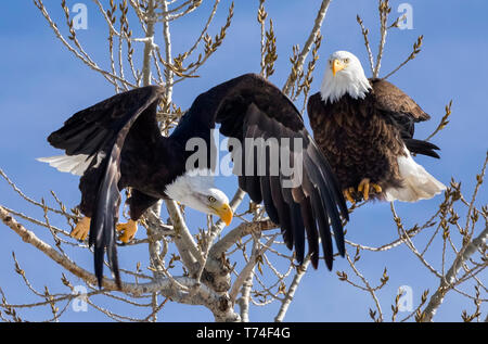 American Eagles (Haliaeetus leucocephalus) appollaiato in un albero contro un cielo blu e guardando verso il basso; Fort Collins, Colorado, Stati Uniti d'America Foto Stock
