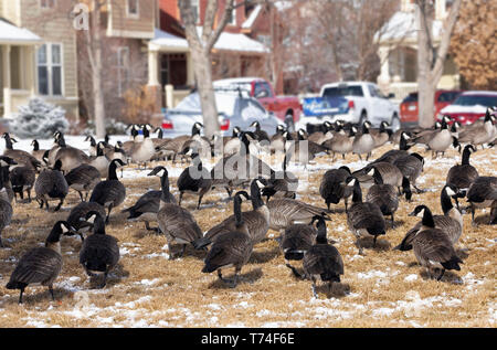 Grande gregge di Oche del Canada (Branta canadensis) in piedi sull'erba con tracce di neve in un quartiere residenziale Foto Stock