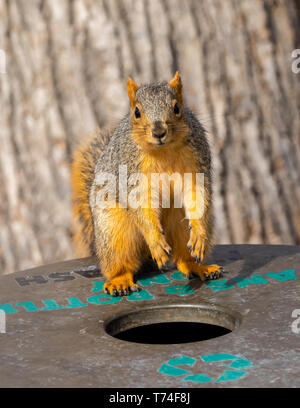 Red Fox scoiattolo (Sciurus niger) in piedi su un contenitore per lattine e bottiglie in un parco accanto a un albero; Fort Collins, Colorado, Stati Uniti d'America Foto Stock