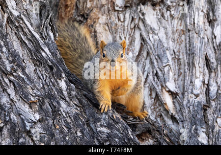 Red Fox scoiattolo (Sciurus niger) in una struttura ad albero; Fort Collins, Colorado, Stati Uniti d'America Foto Stock