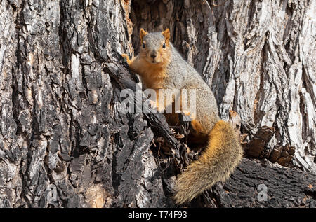 Red Fox scoiattolo (Sciurus niger) in una struttura ad albero; Fort Collins, Colorado, Stati Uniti d'America Foto Stock