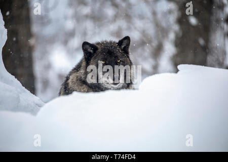 Un maschio di Lupo (Canis lupus) appoggia sulla neve e guarda la fotocamera, Alaska Wildlife Conservation Centre, Sud-centro Alaska Foto Stock