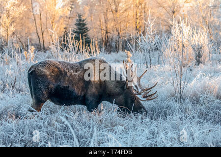 Coppia bull moose (Alces alces) alimentazione di prima mattina con trasformata per forte gradiente gelo nel campo, ancoraggio del sud, sud-centrale di Alaska Foto Stock