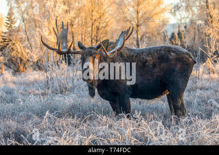 Coppia bull moose (Alces alces) in piedi ed alimentando in mattina presto con trasformata per forte gradiente gelo nel nel campo, ancoraggio del sud, sud-centrale di Alaska Foto Stock