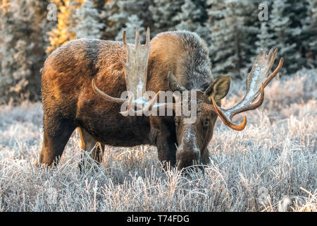 Coppia bull moose (Alces alces) alimentazione di prima mattina con trasformata per forte gradiente gelo nel nel campo, ancoraggio del sud, sud-centrale di Alaska Foto Stock