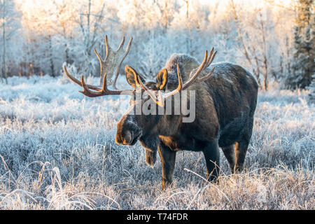 Coppia bull moose (Alces alces) in piedi ed alimentando in mattina presto con trasformata per forte gradiente gelo nel nel campo, ancoraggio del sud, sud-centrale di Alaska Foto Stock