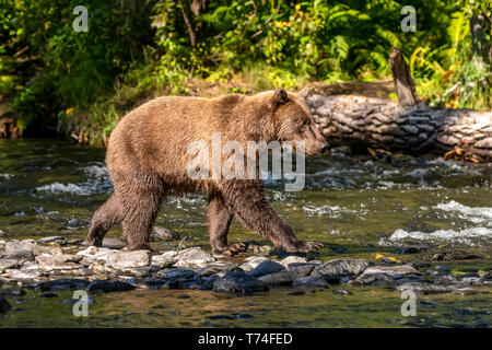 Un orso bruno (Ursus arctos) durante la stagione estiva viene eseguito il salmone nel fiume russo nei pressi di Cooper Landing, South-central Alaska Foto Stock