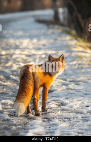 Red Fox (Vulpes vulpes vulpes) nella neve Campbell area torrente, sud-centrale; Alaska Alaska, Stati Uniti d'America Foto Stock