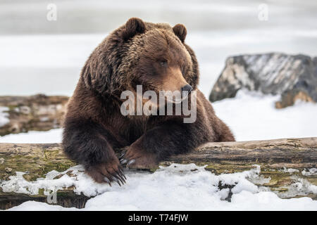 Prigioniero femmina Grizzly orso (Ursus arctos horribilis), circa 19 anni, riposo nella neve, Alaska Wildlife Conservation Center,... Foto Stock
