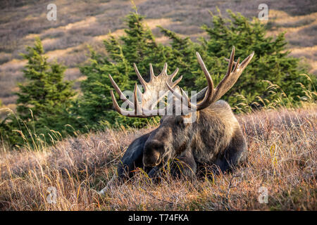 Una matura bull moose (Alces alces) con una maturazione palchi si appoggia sul fianco di una collina in autunno nel Pass Powerline zona di ancoraggio, sud-centrale di Alaska Foto Stock