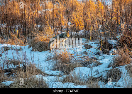 Un coyote (Canis latrans) migra attraverso la palude Potter in Anchorage in Alaska, in cerca di cibo, sud-centrale di Alaska Foto Stock