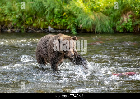 Un orso bruno (Ursus arctos) pesci durante la stagione estiva viene eseguito il salmone nel fiume russo nei pressi di Cooper Landing, South-central Alaska Foto Stock