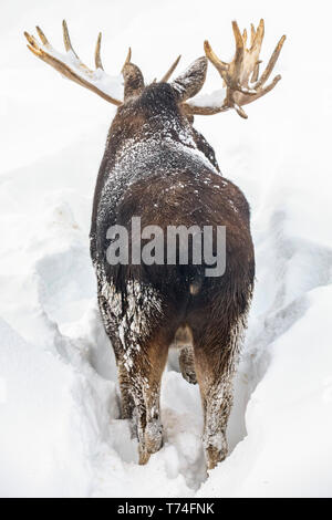 Coppia bull moose (Alces alces) con corna capannone di velluto in piedi nella neve, Alaska Wildlife Conservation Centre, il centro-sud della Alaska Foto Stock