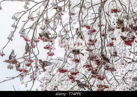 Gregge di Bohemian waxwings (Bombycilla garrulus) seduto in un freddo gelido Mountain-frassino in inverno come essi si nutrono di piccoli frutti maturi Foto Stock
