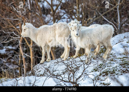 Pecora di dafala (Ovis dalli) pecora e agnelli nella zona Windy Point fuori Anchorage vicino MP 107 della Seward Highway, un luogo comune per vedere allon... Foto Stock