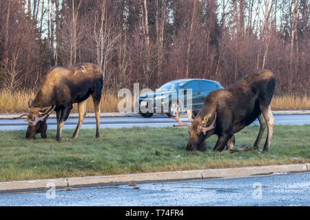 Un paio di alce toro (Alces Alces) si nutrono di erba in South Anchorage mentre una macchina guida vicino. Moose sono comuni in Anchorage e si abituano a v... Foto Stock