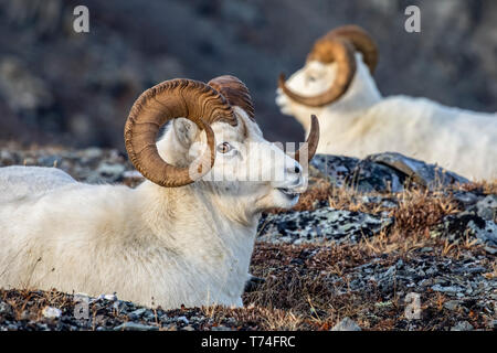 Arieti di pecora (Ovis dalli) che riposano sull'erba nell'alto paese nel Parco Nazionale di Denali e conservano nell'Alaska interna in autunno. Arieti spesso tra... Foto Stock