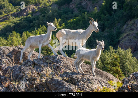 Pecora di dafala (Ovis dalli) pecora e agnelli nella zona Windy Point fuori Anchorage vicino MP 107 della Seward Highway, un luogo comune per vedere allon... Foto Stock