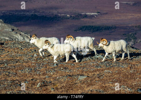 Arieti di pecora (Ovis dalli) che camminano lungo una cresta nell'alto paese nel Parco Nazionale di Denali e conservano nell'Alaska interna in autunno. Arieti di... Foto Stock