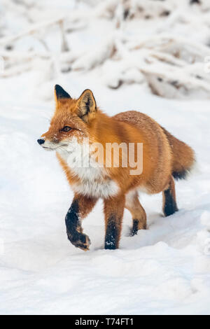 Red Fox (Vulpes vulpes vulpes) a piedi nella neve Campbell in area torrente, sud-centrale; Alaska Alaska, Stati Uniti d'America Foto Stock