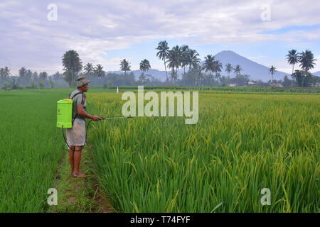 Un contadino indonesiano nella sua terra è dare un farmaco a sradicare il riso infestanti, effettuata ogni mattina Foto Stock